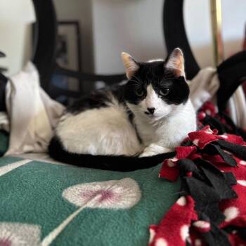Domestic Short Hair Cats Available for Adoption in Minneapolis, Minnesota - Keisha-Pending Adoption | PetCurious