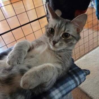 Louise -  Domestic Short Hair Cat Available for Adoption in Charlottesville, Virginia - Louise | PetCurious