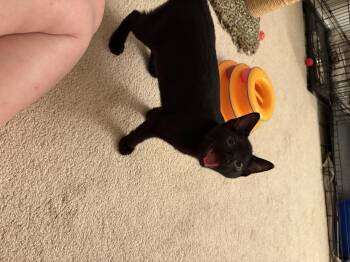 Rescue Domestic Short Hair Cats for Adoption - Chi Chi | PetCurious