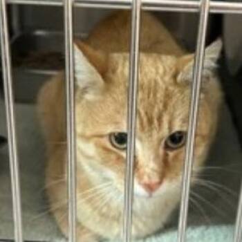 Domestic Short Hair Cats Available for Adoption - Chopstick | PetCurious