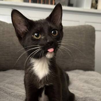 Hendricks -  Domestic Short Hair Cat for Adoption in Orlando, Florida - Hendricks | PetCurious