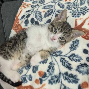 Domestic Short Hair Cats Available for Adoption - Falafel | PetCurious