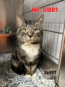 Domestic Short Hair Cats Available for Adoption in Oak Ridge, Tennessee - Mr. Gibbs | PetCurious