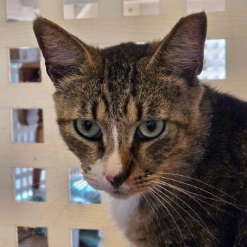 Vincent -  Domestic Short Hair Cat Available for Adoption in Buffalo, New York - Vincent | PetCurious