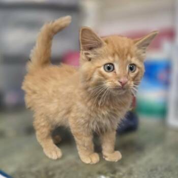 Shane 4499 -  Domestic Long Hair Cat for Adoption in Hamilton, Georgia - Shane 4499 | PetCurious