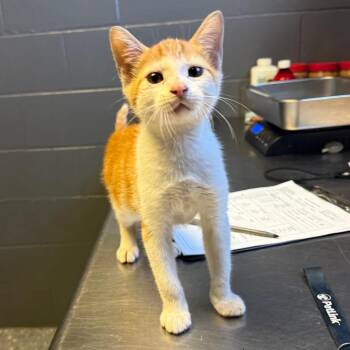 TUSC-Stray-85471 -  Domestic Short Hair Cat for Adoption in Tuscaloosa, Alabama - TUSC-Stray-85471 | PetCurious