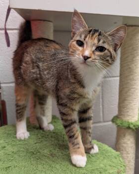 Penny -  Domestic Short Hair Cat for Adoption in Smithfield, North Carolina - Penny | PetCurious