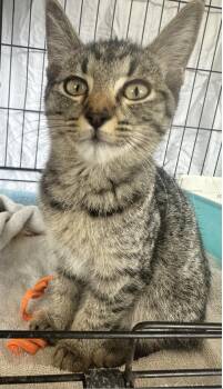 Tamarindo -  Domestic Short Hair Cat for Adoption in San Diego, California - Tamarindo | PetCurious