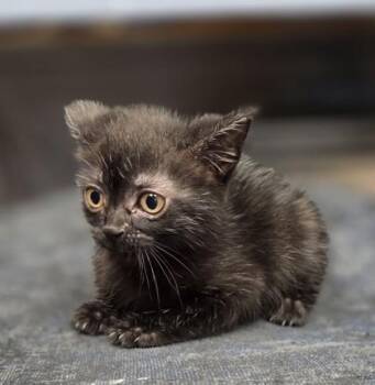 Puddle -  Domestic Short Hair Cat for Adoption in Westland, Michigan - Puddle | PetCurious