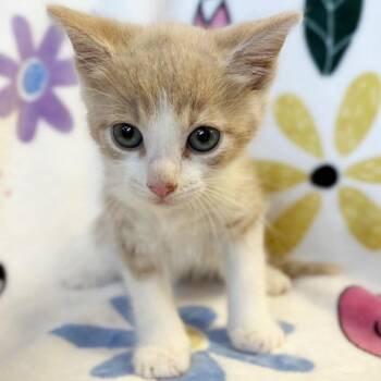 Pumpernickel -  Domestic Short Hair Cat for Adoption in Mt. Juliet, Tennessee - Pumpernickel | PetCurious