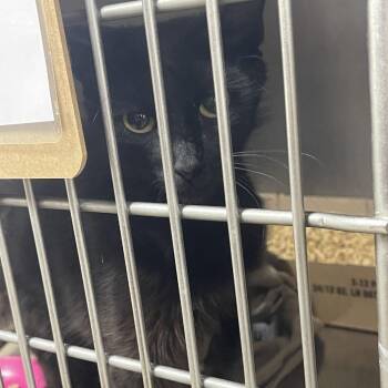 Morticia -  Domestic Short Hair Cat for Adoption in Donalsonville, Georgia - Morticia | PetCurious
