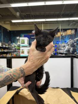 Rescue Domestic Short Hair Cats for Adoption in Aiea, Hawaii - Leonard | PetCurious