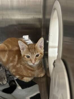 Rescue Domestic Short Hair Cats for Adoption in Stockton, California - DUNCAN | PetCurious