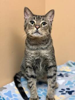 Julius -  Domestic Short Hair Cat for Adoption in Ocala, Florida - Julius | PetCurious