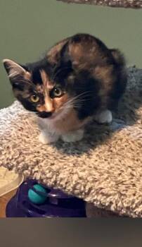 Bocce -  Domestic Short Hair and Calico Cat for Adoption in Columbus, Minnesota - Bocce | PetCurious