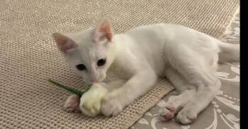 Ernie -  Domestic Short Hair Cat for Adoption in Naranjito, Naranjito - Ernie | PetCurious