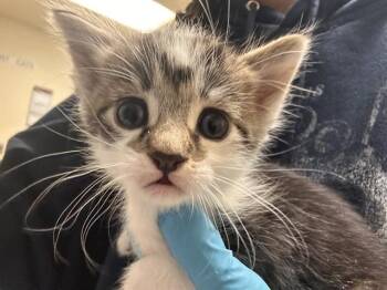 Domestic Short Hair Cats Available for Adoption - BRANDON | PetCurious