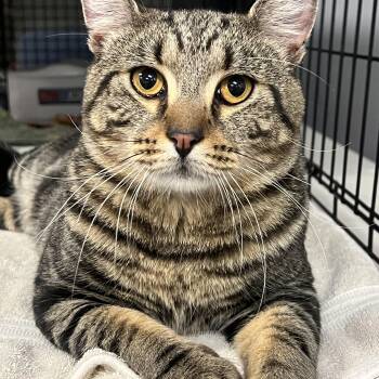 Rescue Domestic Short Hair Cats for Adoption in Johnston, Rhode Island - Robbie | PetCurious