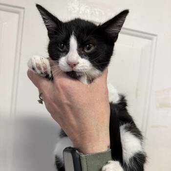 Mystique -  Tuxedo and Domestic Short Hair Cat for Adoption in Columbia, South Carolina - Mystique | PetCurious