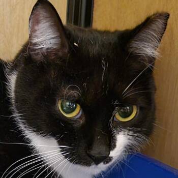 Domestic Short Hair Cats Available for Adoption - Moët | PetCurious