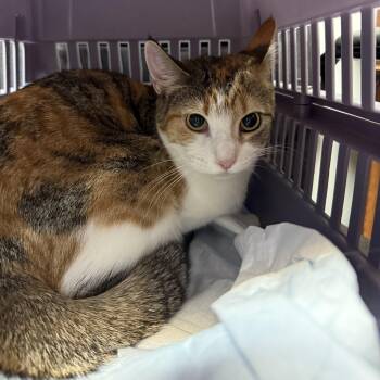 Rescue Calico Cats for Adoption in Columbia, South Carolina - Sally | PetCurious