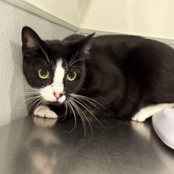 Dexter -  Domestic Short Hair Cat Available for Adoption in Tampa, Florida - Dexter | PetCurious