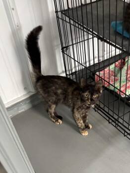 Spicy Fettuccine -  Tortoiseshell Cat for Adoption in Big Rapids, Michigan - Spicy Fettuccine | PetCurious