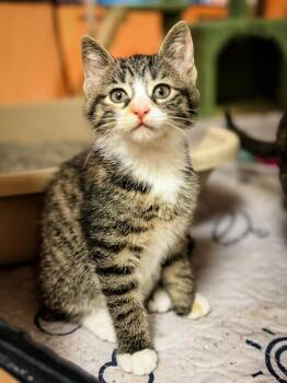 VENUS -  Domestic Short Hair Cat Available for Adoption in Philadelphia, Pennsylvania - VENUS | PetCurious