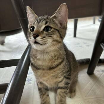 HILBY -  Tabby Cat for Adoption in Delhi, Ontario - HILBY | PetCurious