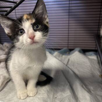 Lady Kluck -  Domestic Short Hair Cat for Adoption in Binghamton, New York - Lady Kluck | PetCurious