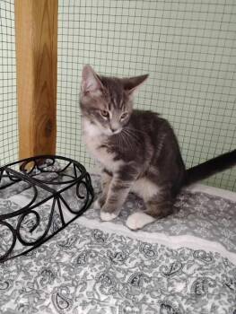 Tonka -  Tabby and Domestic Medium Hair Cat for Adoption in Crescent City, Florida - Tonka | PetCurious