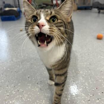 Parker -  Domestic Short Hair Cat for Adoption in Lansing, Michigan - Parker | PetCurious