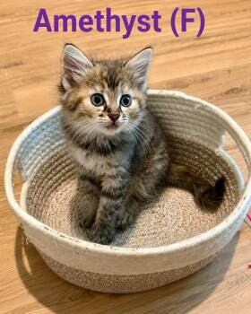 Amethyst -  Torbie Cat for Adoption in Clarksville, Tennessee - Amethyst | PetCurious