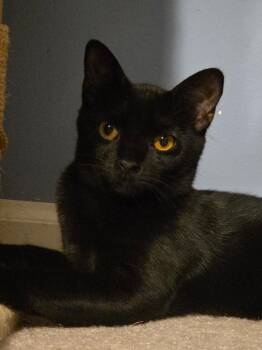 Fettuccine -  Abyssinian and Domestic Short Hair Cat for Adoption in Burlington, North Carolina - Fettuccine | PetCurious