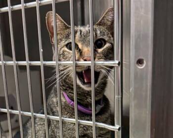 Rescue Domestic Short Hair Cats for Adoption in Olathe, Kansas - VIENNA | PetCurious