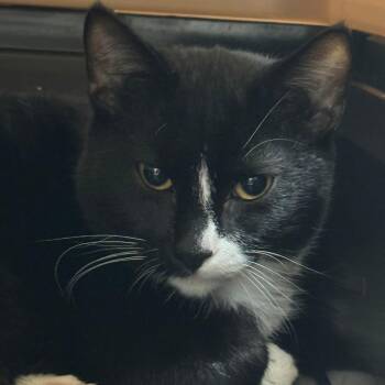 Domestic Short Hair Cats Available for Adoption in Galveston, Texas - Spooky | PetCurious