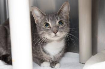 Domestic Short Hair Cats Available for Adoption - 91797a Lyra- Pounce Cat Cafe | PetCurious