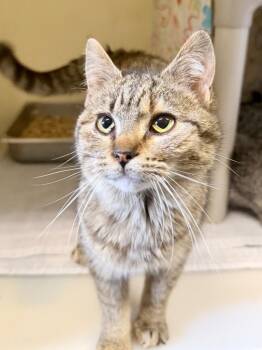 Domestic Short Hair Cats Available for Adoption - Spearmint | PetCurious