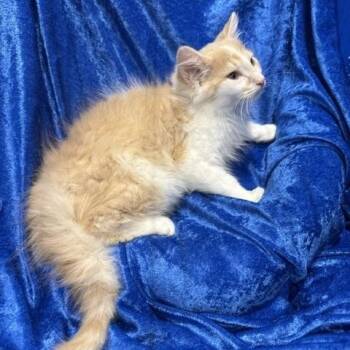 Skittles -  Ragamuffin and Maine Coon Cat for Adoption in Gainesville, Florida - Skittles | PetCurious