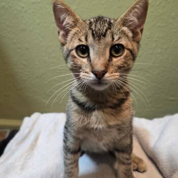 Sandy -  Domestic Short Hair Cat for Adoption in Fresno, California - Sandy | PetCurious