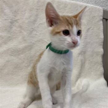 Rescue Domestic Short Hair Cats for Adoption in Hawthorne, California - Diamond | PetCurious