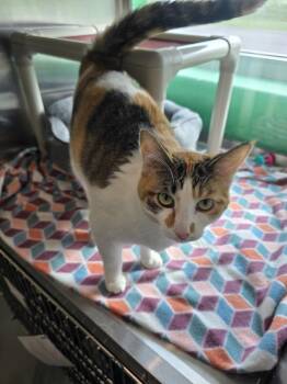 Domestic Short Hair Cats Available for Adoption in Wellington, Kansas - Sassy | PetCurious