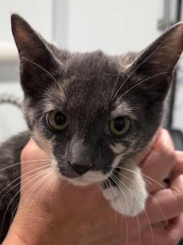 BB 26 -  Tortoiseshell and Domestic Short Hair Cat for Adoption in Brookhaven, Mississippi - BB 26 | PetCurious