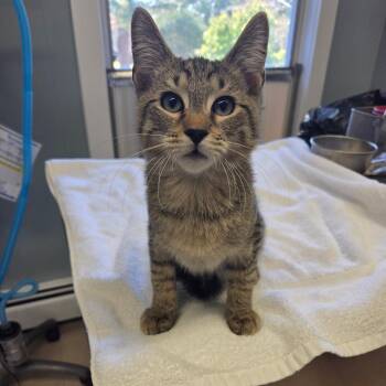 Rescue Domestic Short Hair Cats for Adoption in Warwick, Rhode Island - Lucca | PetCurious