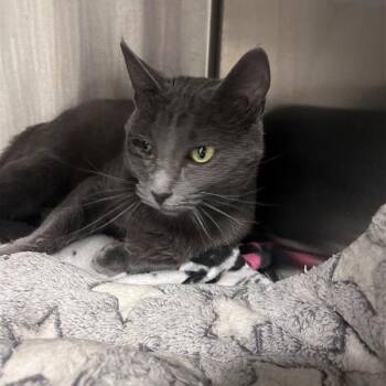 Delilah -  Domestic Short Hair Cat for Adoption in Bentonville, Arkansas - Delilah | PetCurious