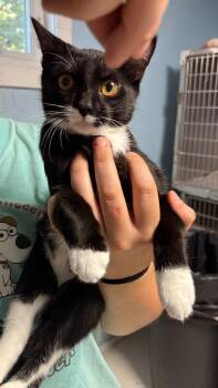 Satin -  Domestic Short Hair Cat for Adoption in Heathsville, Virginia - Satin | PetCurious