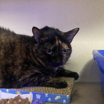 Marcie -  Domestic Short Hair and Mixed Breed Cat for Adoption in Wantagh, New York - Marcie | PetCurious