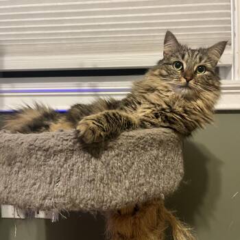 Rescue American Shorthair Cats for Adoption - Thumper & Kady | PetCurious