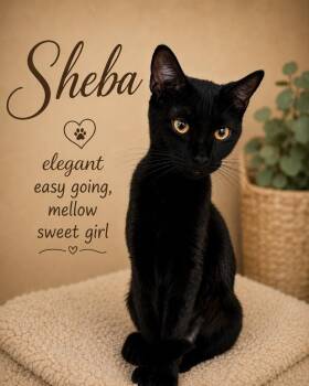 Sheena (FCID#  06/02/2026-115) -  Domestic Short Hair Cat for Adoption in Greenville, Delaware - Sheena (FCID#  06/02/2026-115) | PetCurious