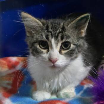 Rescue Domestic Short Hair Cats for Adoption in Sioux Falls, South Dakota - Breezy | PetCurious